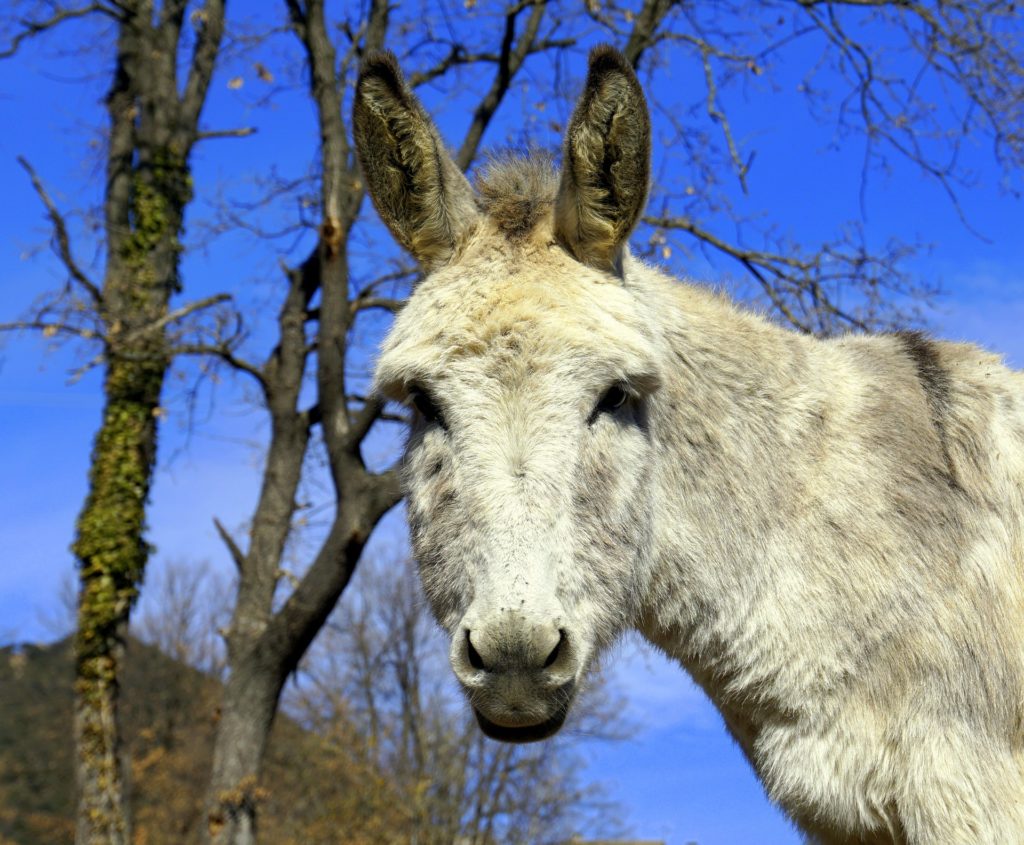 Los burros se juntan pa´ rascarse…