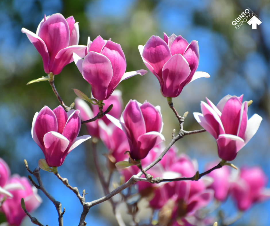 Las nuevas Magnolias…