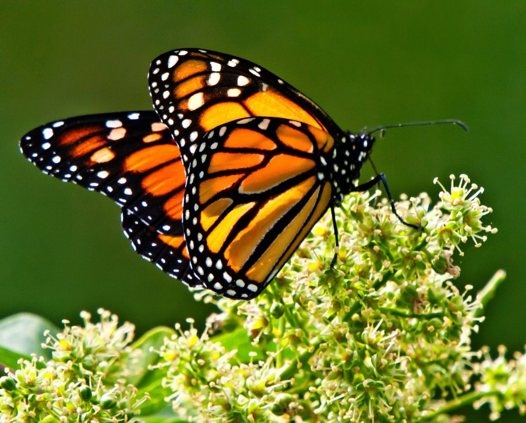 Es Tamaulipas pionero en cuidado y preservación de la Mariposa Monarca.