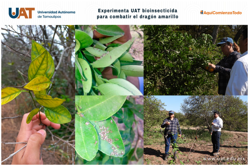 Experimenta UAT bioinsecticida para combatir el dragón amarillo