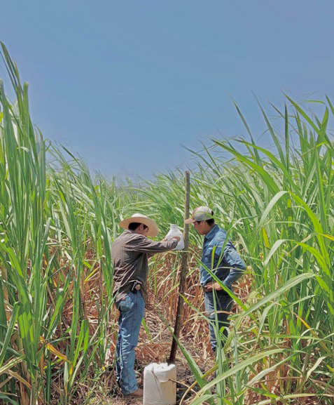 Desarrolla la UAT nuevas variedades de caña de azúcar en El Mante