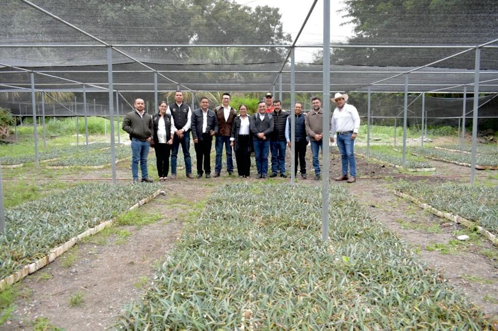 Gobierno del Estado inicia el proyecto de plantación de henequén