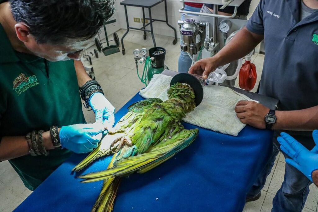 Comisión de Parques punto clave para preservar fauna silvestre en Tamaulipas