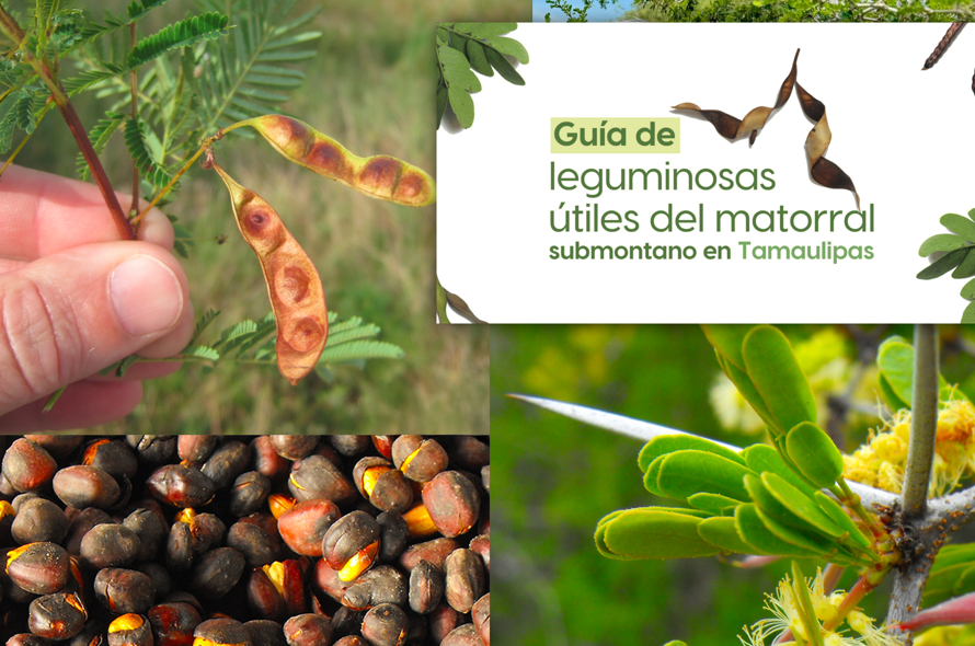 La UAT invita a conocer más sobre las leguminosas y su aprovechamiento