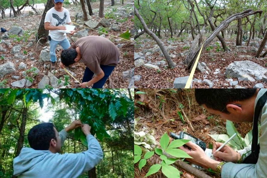Busca la UAT conservar bosques de encino con tecnología geoespacial