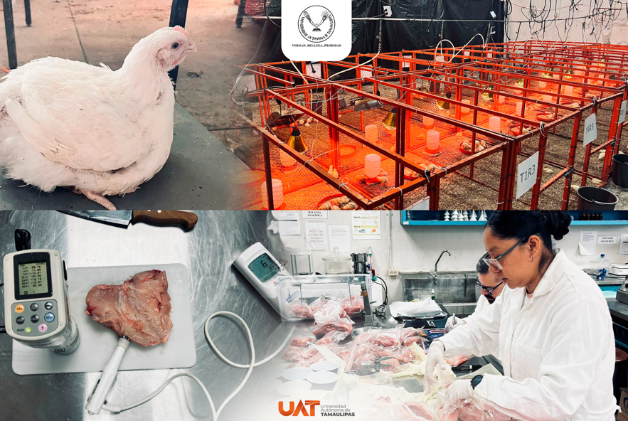 Producirá la UAT pollos de engorda con mayor calidad nutritiva y saludable