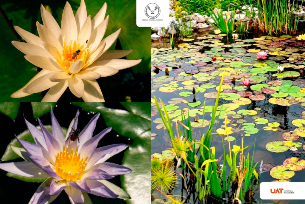 Colabora UAT en la conservación de humedales y ecosistemas acuáticos