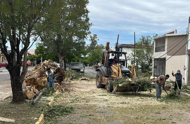 Intensifica Gobierno de Victoria mantenimiento en vialidades y áreas verdes tras las lluvias. Intensifica Gobierno de Victoria mantenimiento en vialidades y áreas verdes tras las lluvias.
